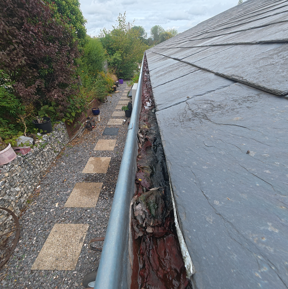 Wet leaves breaking down into a heavy mulch along a slate-roof gutter