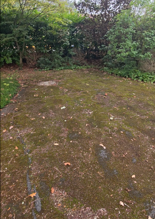 Moss spreading across a shaded tarmac driveway