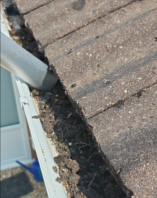 Dry moss along the edge of a tiled roof above a gutter, with a clearing pole alongside